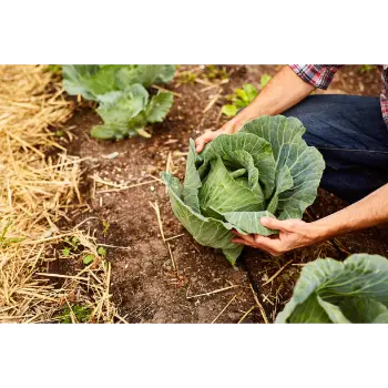 cabbage (15)-4581743-43617.webp